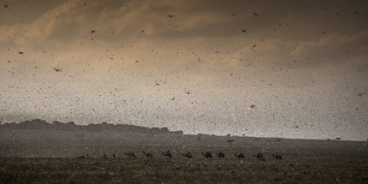 Plaga de langosta “devora” cultivos al este de África