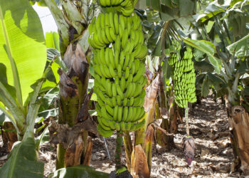 Plataneros de Oaxaca impulsan reducción en el uso de agroquímicos