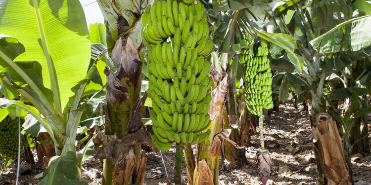 Plataneros de Oaxaca impulsan reducción en el uso de agroquímicos