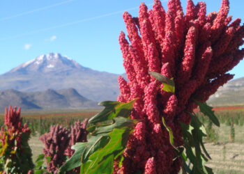 Productores de Bolivia apuestan por la quinua orgánica