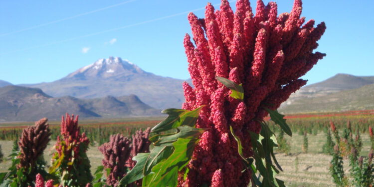 Productores de Bolivia apuestan por la quinua orgánica
