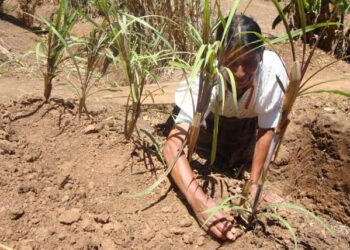 Proponen uso de mezquite para descontaminar suelos