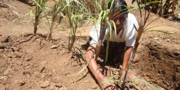 Proponen uso de mezquite para descontaminar suelos