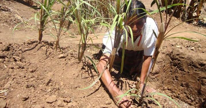 Proponen uso de mezquite para descontaminar suelos