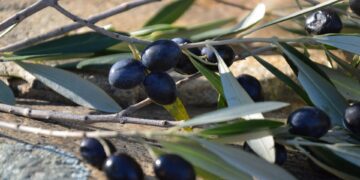 Residuos del procesamiento de aceituna podrían ser usados como biofertilizante