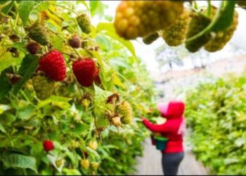 Aspira Gobierno de Jalisco a remplazar agroquímicos por agentes biológicos