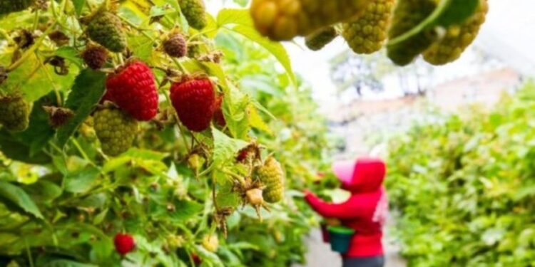 Aspira Gobierno de Jalisco a remplazar agroquímicos por agentes biológicos