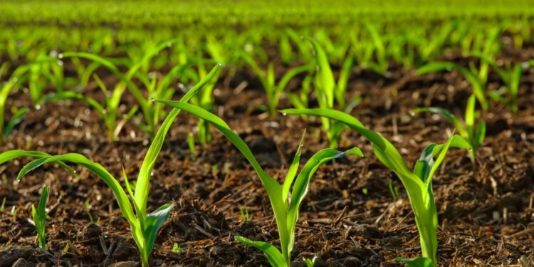 Biodiversidad de los suelos: fundamental para mantener ecosistemas sanos