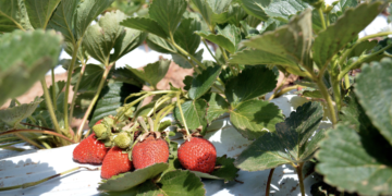 Seipasa obtiene registro fitosanitario para biofungicida