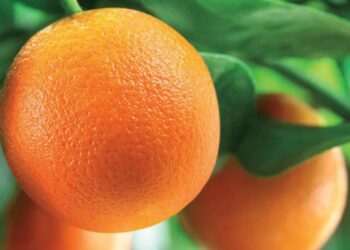 Con residuos de naranjas, estudiantes de secundaria crean detergente