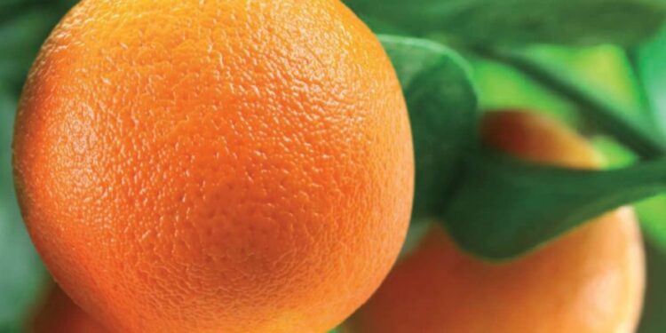 Con residuos de naranjas, estudiantes de secundaria crean detergente