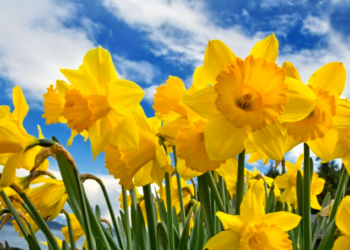 Con flores, gusanos y estiércol es posible regenerar los suelos