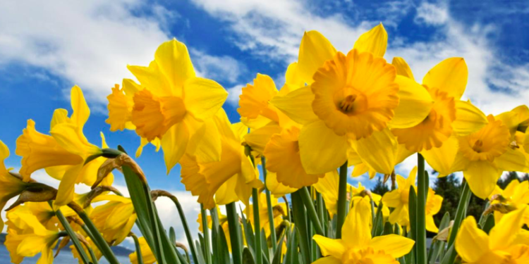 Con flores, gusanos y estiércol es posible regenerar los suelos