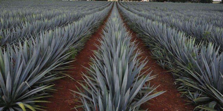 En riesgo, agave mezcalero por sobre demanda y plaga
