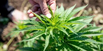 El cannabis orgánico podrá certificarse este año