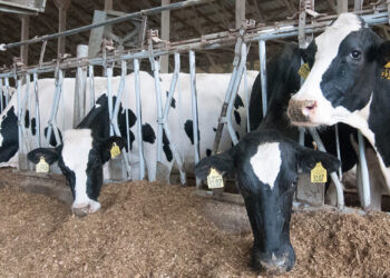 El futuro energético de Nepal podría estar en el estiércol