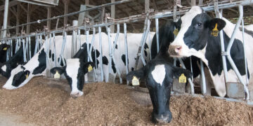 El futuro energético de Nepal podría estar en el estiércol