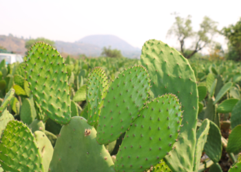 El nopal podría contribuir a reducir el calentamiento global