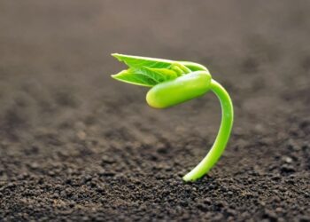 Estudiantes crean prototipo automatizado para germinar semillas