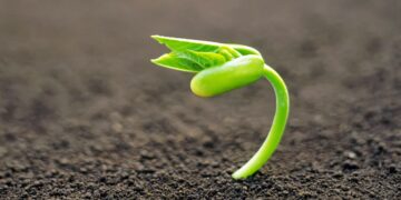 Estudiantes crean prototipo automatizado para germinar semillas