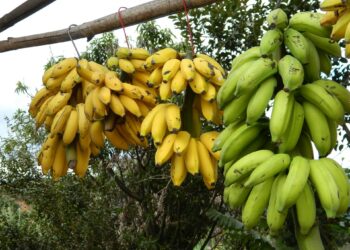 FAO inicia programa contra enfermedad del banano