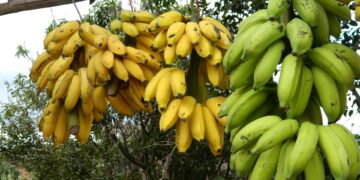 FAO inicia programa contra enfermedad del banano
