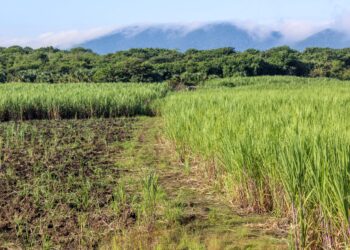 Investigadores del Colpos mejoran variedad de caña de azúcar