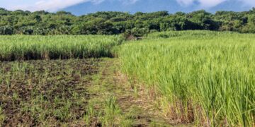 Investigadores del Colpos mejoran variedad de caña de azúcar