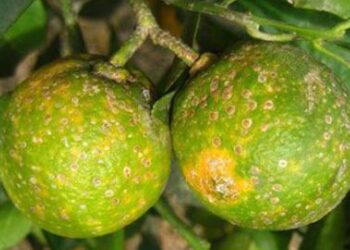 Los perros podrían ser los mejores aliados contra enfermedad de los cítricos