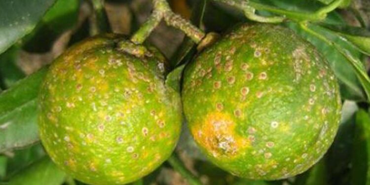 Los perros podrían ser los mejores aliados contra enfermedad de los cítricos