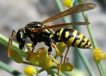 Las avispas sobreviven a pesticidas por sus microbios intestinales
