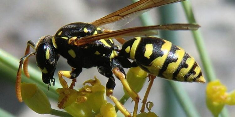 Las avispas sobreviven a pesticidas por sus microbios intestinales