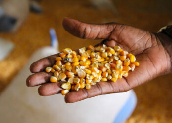 Piratería de semillas cuesta al mercado nacional 100 millones de dólares