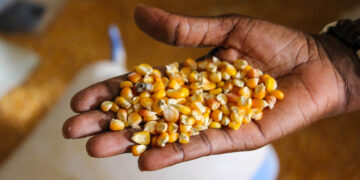 Piratería de semillas cuesta al mercado nacional 100 millones de dólares