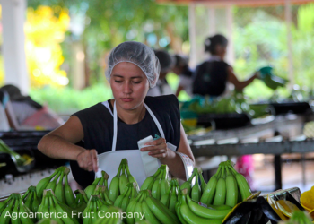 Producción orgánica de ONE Banana recibe certificación Fairtrade