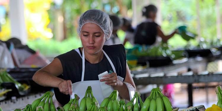 Producción orgánica de ONE Banana recibe certificación Fairtrade