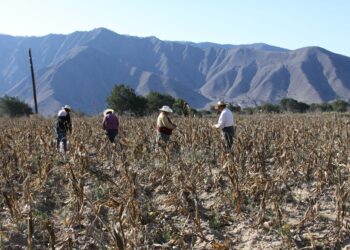 Publican reglas de operación de Producción para el Bienestar