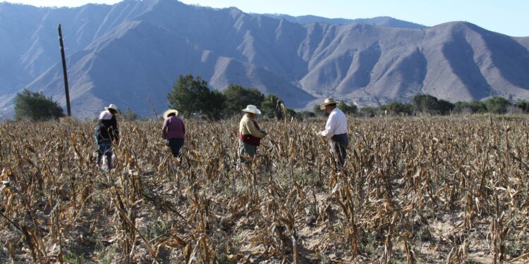 Publican reglas de operación de Producción para el Bienestar