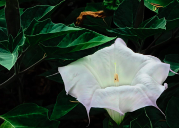 Toloache: planta muy tóxica en altas concentraciones