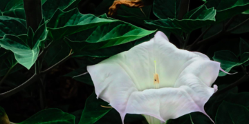 Toloache: planta muy tóxica en altas concentraciones