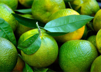 Bacterias y levaduras marinas protegen a las frutas