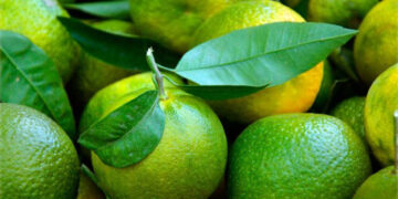 Bacterias y levaduras marinas protegen a las frutas