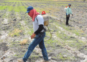 Bioinsumos reducen la huella ambiental del cultivo de caña de azúcar
