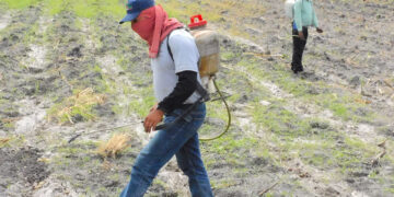 Bioinsumos reducen la huella ambiental del cultivo de caña de azúcar