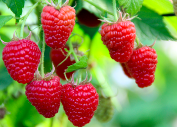 Chile revoluciona con producción orgánica