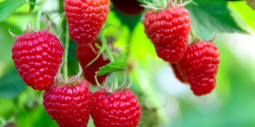 Chile revoluciona con producción orgánica