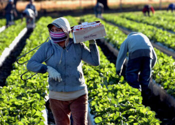 Cierre de fronteras en la UE deja cosechas sin trabajadores agrícolas