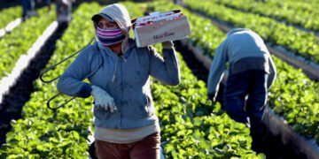 Cierre de fronteras en la UE deja cosechas sin trabajadores agrícolas