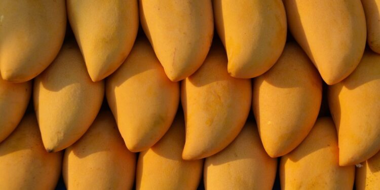 Colima cultiva más de 60 hectáreas de mango orgánico