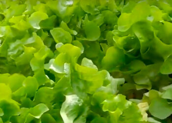 Cosechar lechugas en 15 días es posible mediante hidroponía